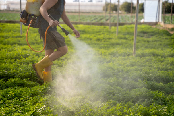 Best Best Pest Control Companies  in Pacheco, CA