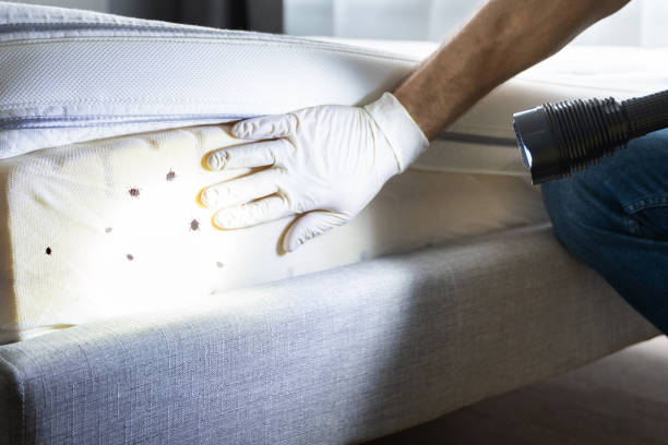 Best Mosquito Control Services  in Pacheco, CA