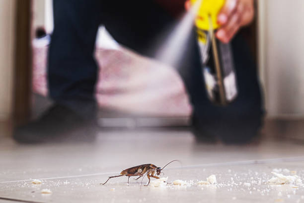 Best Rat Extermination Near Me  in Pacheco, CA