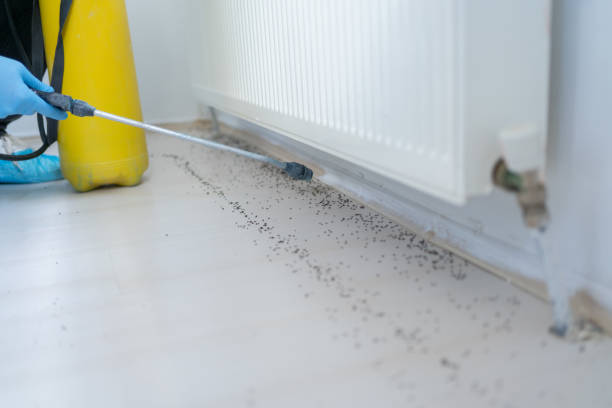 Best Pest Inspection Near Me  in Pacheco, CA