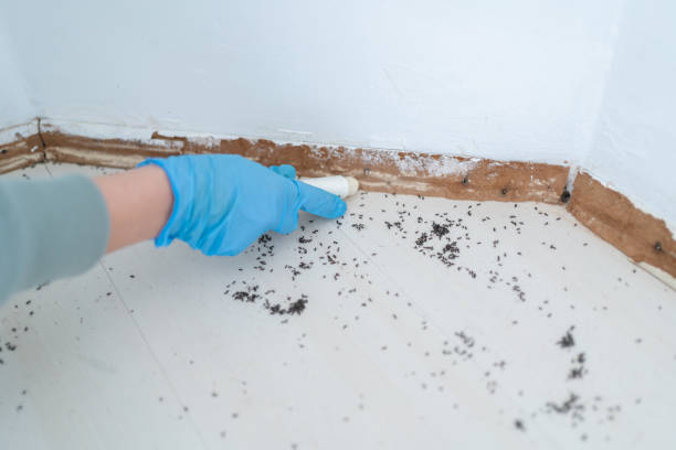 Best Best Pest Control Companies  in Pacheco, CA