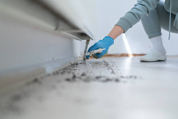 Trusted Pacheco, CA Pest Control Experts